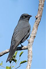 South Melanesian Cuckooshrike